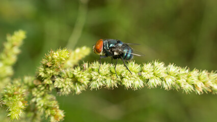 A fly was sitting on a branch of grass in the yard of the house.