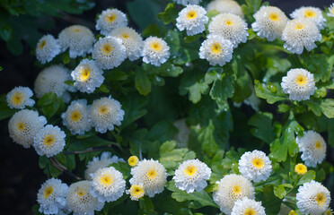 Small white flowers