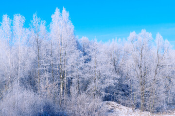 Landscape. Frozen winter forest with snow covered trees.