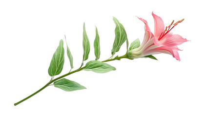 pink flower and green leaves isolated on transparent background cutout