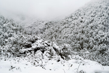 Winter mountain landscape. Trees and bushes in the snow on the mountain hills in Georgia