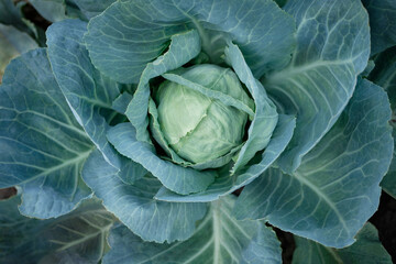 Obraz premium cabbage growing in the garden
