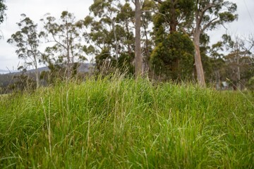 Obraz na płótnie Canvas long native grasses on a regenerative agricultural farm. pasture in a grassland in the bush in australia in spring in australia at dusklong native grasses on a regenerative agricultural farm. pasture 