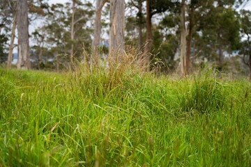 native grass pasture on a farm