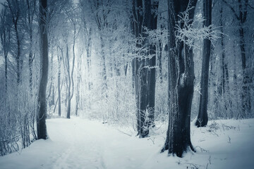 snowy road in fantasy winter forest with frozen trees