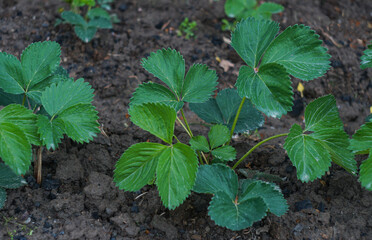 Strawberry bush and leaf