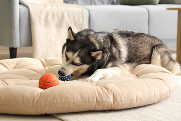 Cute Husky dog with toy lying on pet bed in living room