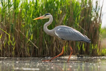 grey heron (Ardea cinerea)