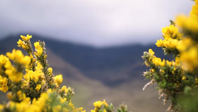 Fleurs jaunes au vent avec montagnes irlandaises en fond 2. Film&eacute; dans le Connemara en Irlande.
