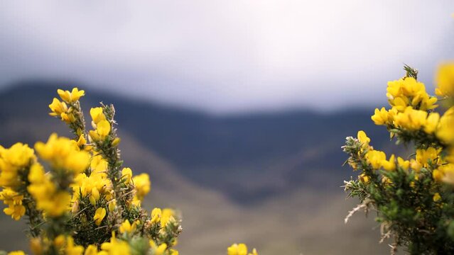 Fleurs jaunes au vent avec montagnes irlandaises en fond 1. Film&eacute; dans le Connemara en Irlande avec un Lumix GH5