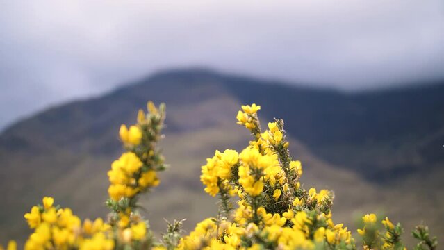 Fleurs jaunes au vent dans les montagnes Irlandaises. Film&eacute; dans le Connemara en Irlande.