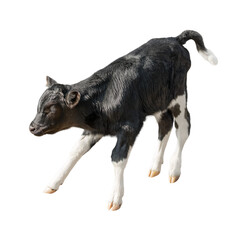 png. cheerful jumping black calf with white spots.