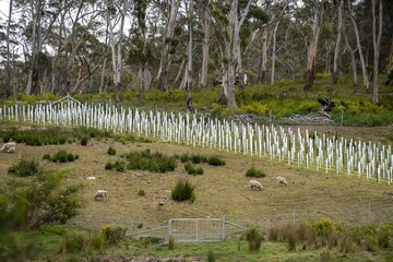 new vineyard of grape vines planted on a farm