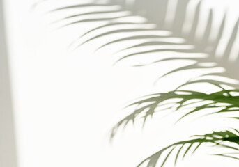 光が差し込む明るい室内と観葉植物の影