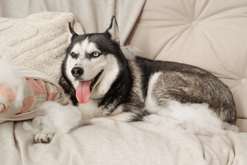 Naughty Husky dog with torn pillow on sofa in living room