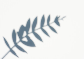 光が差し込む明るい室内と観葉植物の影