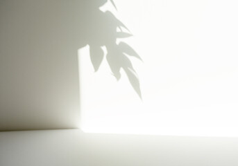 光が差し込む明るい室内と観葉植物の影