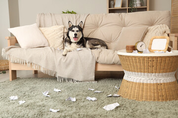 Naughty Husky dog with torn paper on sofa in living room