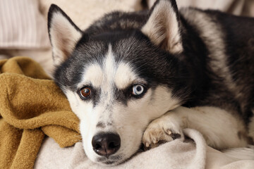 Obraz premium Cute Husky dog lying on sofa in living room, closeup
