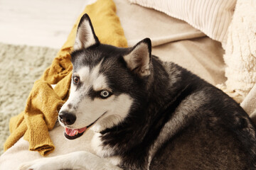Cute Husky dog lying on sofa in living room, closeup