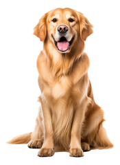 an old golden retriever puppy isolated on white - obrazy, fototapety, plakaty