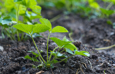 Strawberry bush and leaf