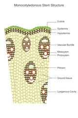 Monocot stem. Vascular bundles scattered, no secondary growth, and a single cotyledon, typical of plants like grasses and lilies.Botany concept.
