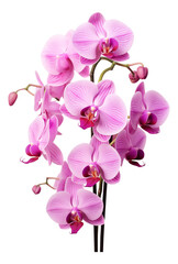 Naklejka na ściany i meble pink orchid isolated on white background,orchid, flower, pink, beauty, nature, blossom, flowers, purple, plant, bloom, isolated, branch, tropical, petal, phalaenopsis, flora, floral, violet, color, be