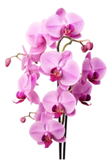 Poster pink orchid isolated on white background,orchid, flower, pink, beauty, nature, blossom, flowers, purple, plant, bloom, isolated, branch, tropical, petal, phalaenopsis, flora, floral, violet, color, be © Anthony