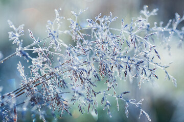 Frost on the plants in the autumn