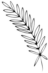 Hand drawn doodle tropical leaf. Black sketch isolated on white background