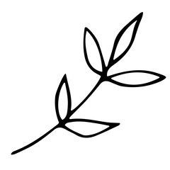 Hand drawn doodle tropical leaf. Black sketch isolated on white background