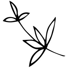 Hand drawn doodle tropical leaf. Black sketch isolated on white background