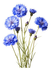 bouquet of blue flowers