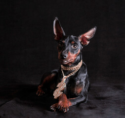 black and tan miniature pinscher puppy with a golden hip-hop pendant crossed his legs on a black...