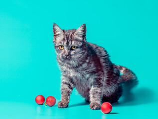 disgruntled cat with christmas balls on a turquoise background