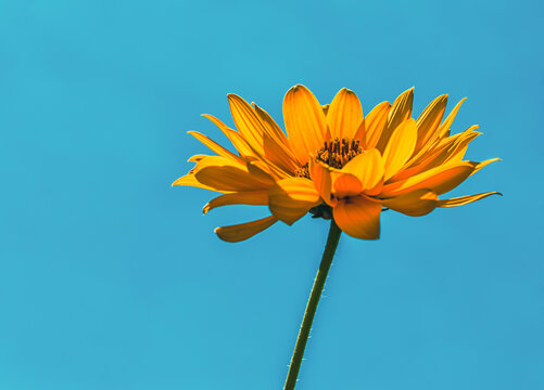 yellow flower on a background of blue sky
