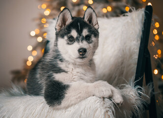 husky puppy is lying on a black wooden chair with white artificial fur against the background of a Christmas tree with festive lights