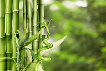Obraz premium Sugar cane green plant on background.
