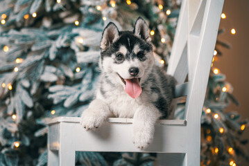 husky puppy is lying on a white wooden chair against the background of a Christmas tree with festive lights - obrazy, fototapety, plakaty