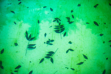 Many leaf on pool bottom in green color.