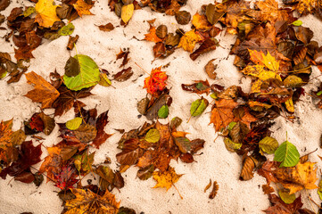 Many warm color autumn leaf on wet sand.