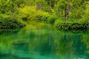 reflection of trees in the water