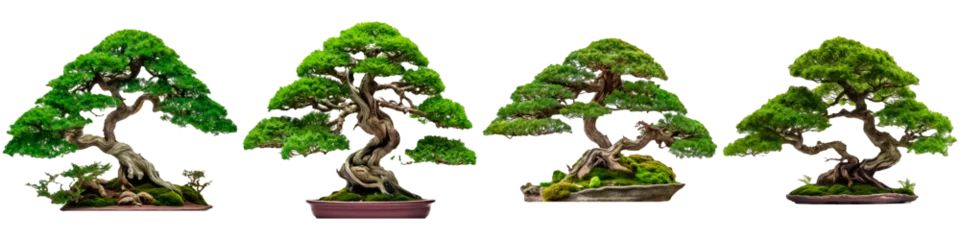 Foto op Plexiglas Chinese bonsai tree on white background © terra.incognita