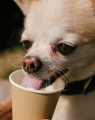 chihuahua drinking out a paper cup 