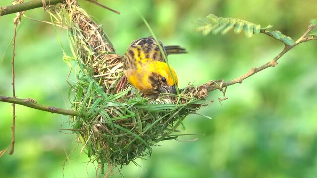 Bird making bird's nest on a tree