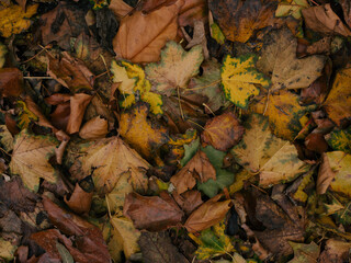 fallen autumn leaves
