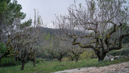 Almond Orchard on Green Grass on a Humid and Overcast Day