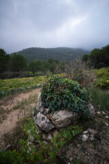 Ivy-Covered Rock in the Middle of a Grape Field with Forest and Mountains in the Background on a Cloudy Day