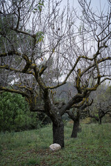 Bare Almond Tree in the Field under Overcast Sky on a Humid Day
